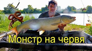РЫБАЛКА ЛЕТОМ  НА КАРПА И Амура Карпфишинг 2019
