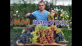 Самые крупные грозди на моем винограднике  2018г.
