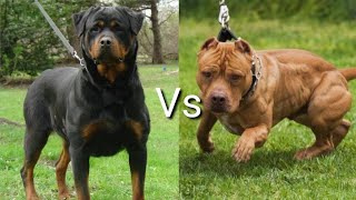 Ротвейлер против Питбуля!
КТО СИЛЬНЕЕ?
Rottweiler VS Pitbull!
WHO IS STRONGER?