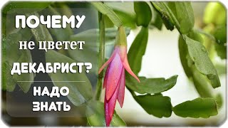 Почему не цветет декабрист?