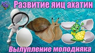 Инкубация  яиц улиток ахатин. Вылупление молодняка . Период от кладки яиц до вылупления улиток
