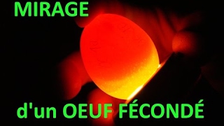 Comment savoir si un œuf est fécondé البيض المخصب