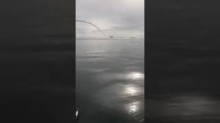 Касатка увела у рыбака чавыча