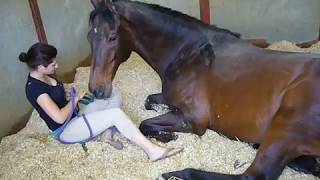 Girl and Horse - Great Bond - the original video
