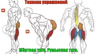 Мёртвая тяга. Тяга на прямых ногах. Румынская тяга. Техника #19.0