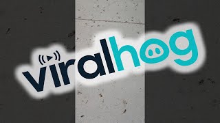 Grasshoppers Invade Las Vegas || ViralHog
