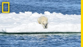 POV Footage Shows Polar Bears Struggling to Find Food | National Geographic