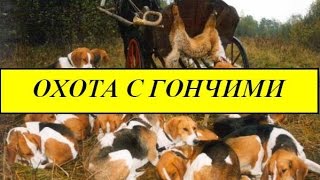 Охота с гончими!ХИТРОСТЬ фазана