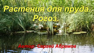 Растения для пруда. Рогоз