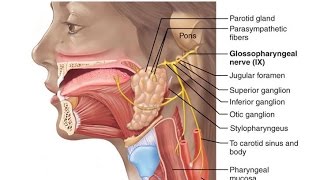 Glossopharyngeal Nerve / 9th cranial Nerve/ Detailed anatomy /Handwritten notes