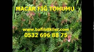 ADİ FİĞ MACAR FİĞ FARKI,ADİ FİĞ VE MACAR FİĞİ,MACAR FİĞ ÇEŞİTLERİ,MACAR FİĞ DEKARA VERİM,MACAR FİĞ D