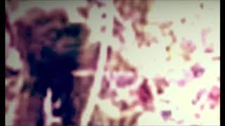 Bigfoot Sounds Sasquatch Recording Squatch Screams Speaks Rapid Fire Chatter 2019