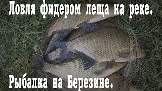 Ловля фидером леща на реке. Рыбалка на Березине.