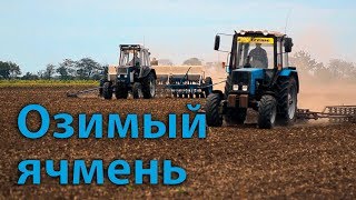 Сеем ячмень! Протравливаем семена! Каткуем! ЮМЗ-8280, МТЗ-892