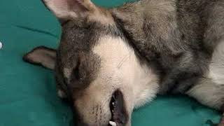 IV anesthesia of dog