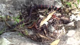 Snake encounter on the Intipunku Trail in Machu Picchu - Nicole van den Broek