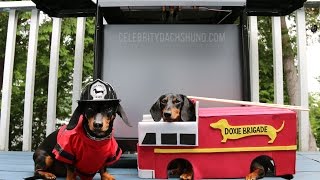Best Vine Video Compilation by Crusoe Celebrity Dachshund 2014