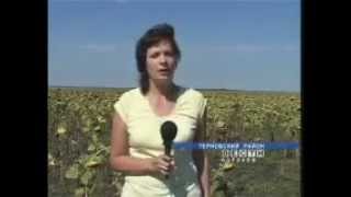 Выращивание Амаранта
