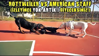 ROTTWEİLER VS AMSTAFF - KÖPEK EĞİTİMİNDE SON NOKTA!!