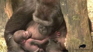 Gorilla Baby Born at Brookfield Zoo!