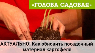 Голова садовая - АКТУАЛЬНО! Как обновить посадочный материал картофеля