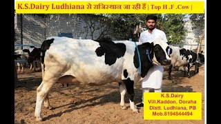 K.S.Dairy Ludhiana से राजिस्थान जा रही हैं | Top H .F .Cow |#UnnatKisaanUnnatKrishi