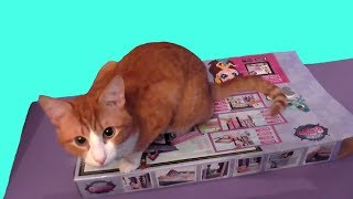 Как сделать лабиринт из картона для хомяка своими руками.DIY