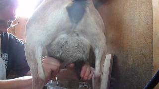 Milking Nigerian Dwarfs Close Up