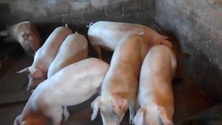 Содержание и разведение свиней. Maintenance and breeding pigs.