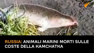 Russia: animali marini morti sulle coste della Kamchatka