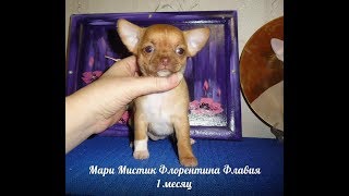 ЧИХУАХУА ШОКОЛАДНО СОБОЛИНАЯ ( МАРИ МИСТИК )
