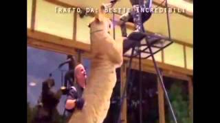 La Ligre il piu grande felino al mondo