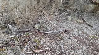 Native Prickly Pear Cactus / Opuntia