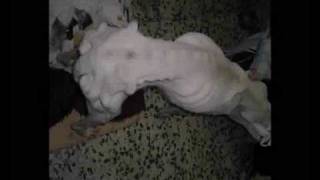 SOS GALGOS  ( 50.000 )