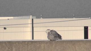 Snowy Owl in Toronto