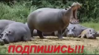Животные приколы. Спаривание. Надо видеть.