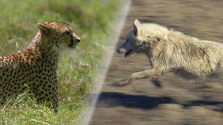 Greatest Fights in the Animal World | Earth Unplugged