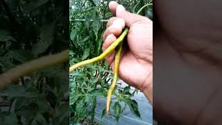 Pelajaran dari cabe lolay..ortwist42 dan rejeki