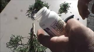 Propagating an Emerald Green Arborvitae from Cuttings