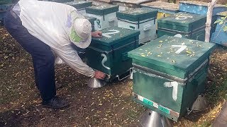 Улья из пенополистирола (ППС) во время кочевки: переезжаем домой