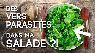 Des vers parasites dans ma salade ?! la Douve du foie (Fasciola hepatica)