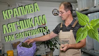 Готовим крапиву на корм головастикам!