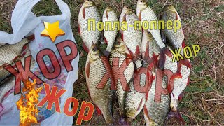 ЖОР !Красноперка на каждом забросе .Попла-поппер .Рыбалка.