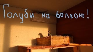 Как я держал голубей на балконе.