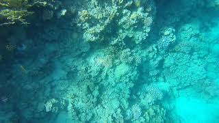 Шарм-эль-Шейх Pyramisa Beach Resort
