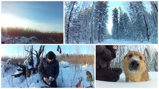 Лыжный поход на деляну. Солнечный морозный день. Тайга. Костер. Рябчики. Таймлапс