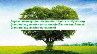 Дерево заговорило, свидетельствуя, что Мухаммад  ﷺ – Посланник Аллаха ﷺ