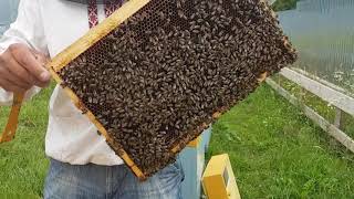 Работаем на пасеке 28.06.2018