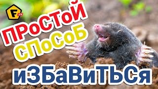 КАК ИЗБАВИТЬСЯ ОТ КРОТОВ В ОГОРОДЕ ✔ отпугиватель для крота из бутылки ✔ как бороться с кротами