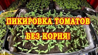ПИКИРОВКА ТОМАТОВ БЕЗ КОРНЯ. ПРОВЕРЕННЫЙ СПОСОБ